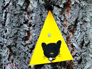 sequoia-2019-day7-4  Panther sign w.jpg (511066 bytes)